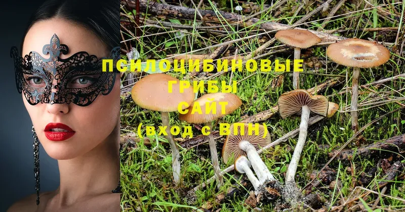 Псилоцибиновые грибы MAGIC MUSHROOMS  мега зеркало  Дятьково  хочу наркоту 